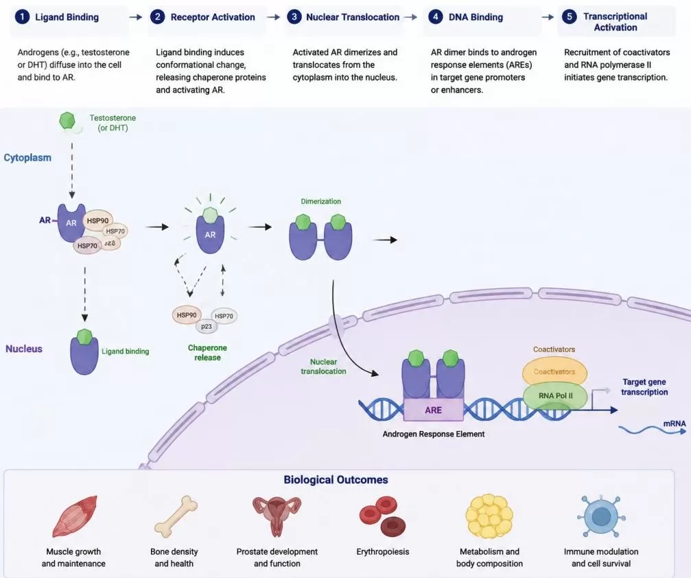 Androgen receptor signaling pathway showing AR activation and nuclear translocation