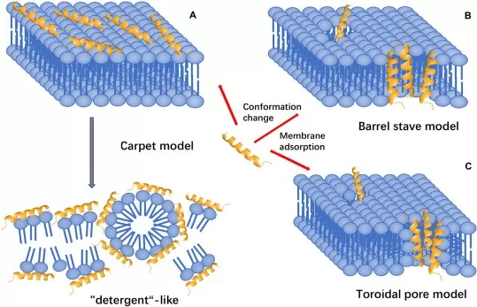 Carpet, barrel-stave, and toroidal-pore models of AMP-mediated membrane disruption showing different peptide-lipid interaction mechanisms
