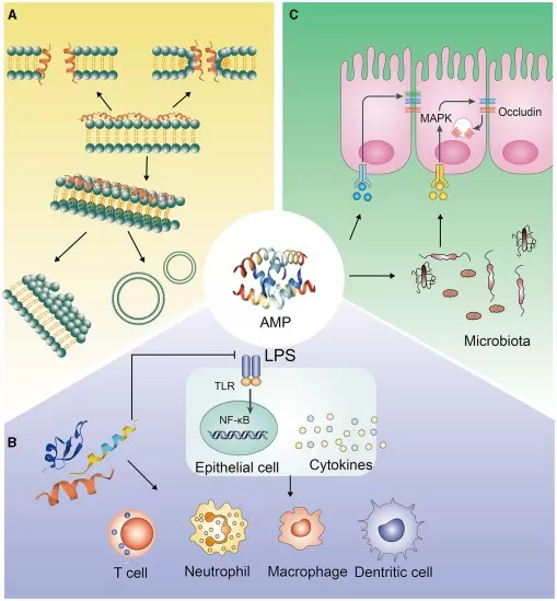 Generalized schematic of direct antimicrobial, immune-regulatory, and epithelial-protective AMP pathways at the intestinal barrier showing Paneth cell secretion and barrier defense