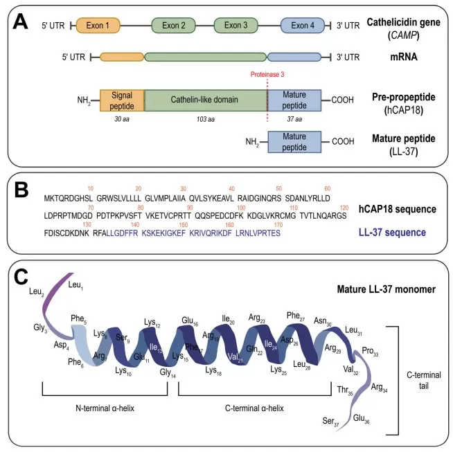 CAMP/hCAP18 organization showing signal peptide, propeptide, and mature LL-37 domain with proteolytic cleavage sites for cathelicidin processing