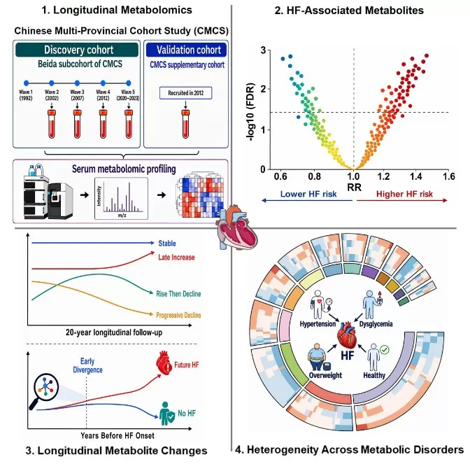 Graphical overview of longitudinal serum metabolomics study identifying heart failure-associated metabolite profiles and metabolic trajectory patterns before clinical diagnosis