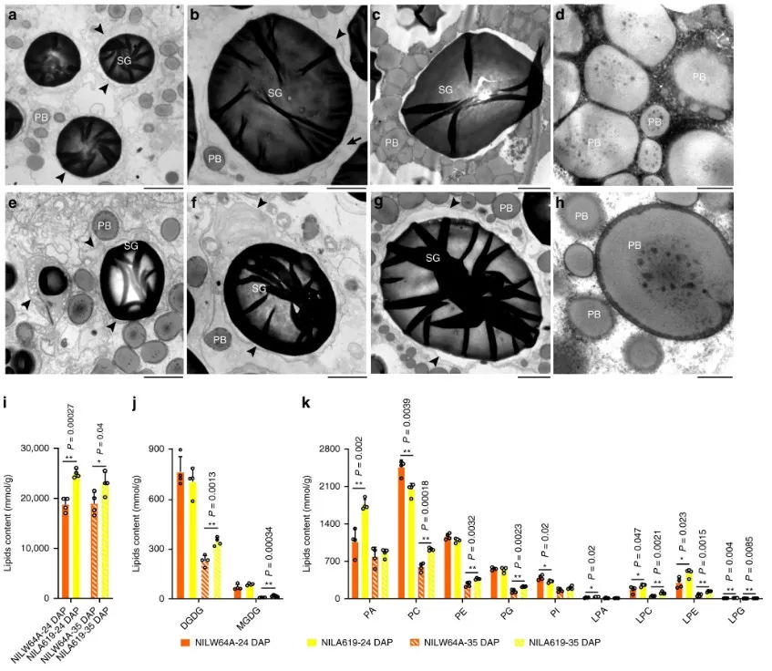 Transmission electron microscopy and lipid composition analysis showing how Ven1-related changes affect amyloplast envelope integrity and maize kernel texture
