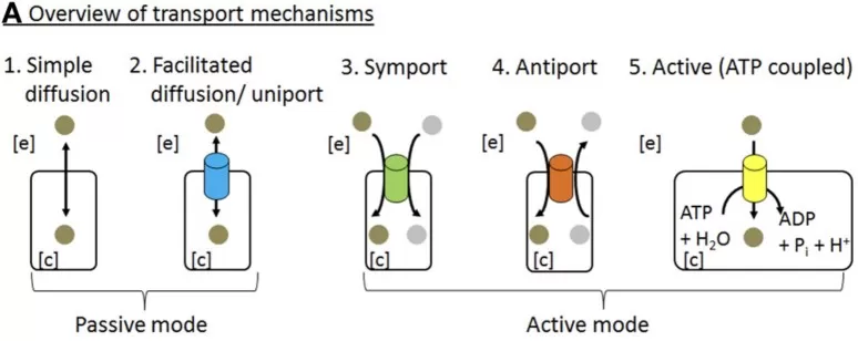 Major modes of molecular transport across the plasma membrane showing simple diffusion, facilitated diffusion, symport, antiport, and ATP-coupled active transport