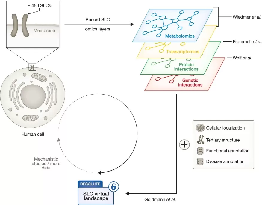 Integrating multi-omics layers to characterize solute carrier biology showing metabolomics, transcriptomics, protein-interaction, and genetic-interaction datasets integrated with cellular localization and disease annotations