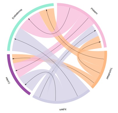 Plant cell-cell communication analysis based on single-cell RNA sequencing showing signaling interactions between different cell populations