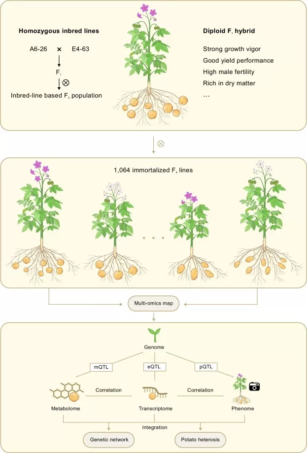 Multi-omics workflow for potato heterosis and trait discovery, integrating genomics, phenomics, transcriptomics, metabolomics, and genetic network analysis