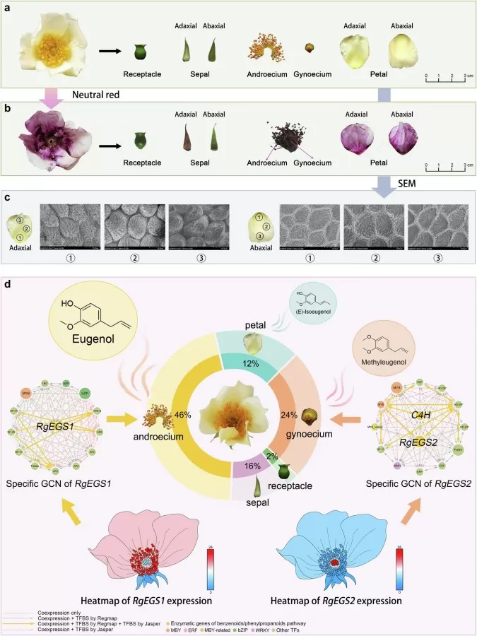 Spatial fragrance release and tissue-specific eugenol regulation in Rosa gigantea, illustrating how volatile metabolomics and RNA-seq support plant aroma research.