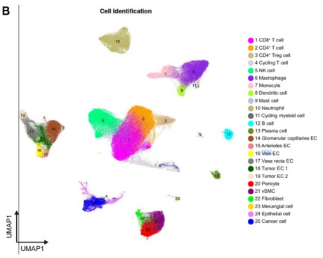 Cell subtype annotation analysis from single-cell RNA sequencing showing identified cell populations and cluster classification using UMAP visualization