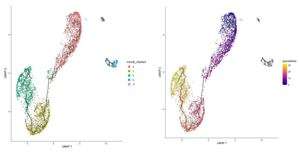 Pseudotime analysis of single-cell RNA sequencing data showing cell-state transitions and developmental trajectories
