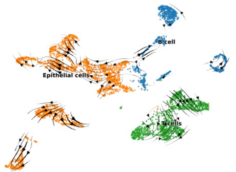 RNA velocity analysis from single-cell RNA sequencing showing predicted cell-state dynamics and transcriptional trajectories