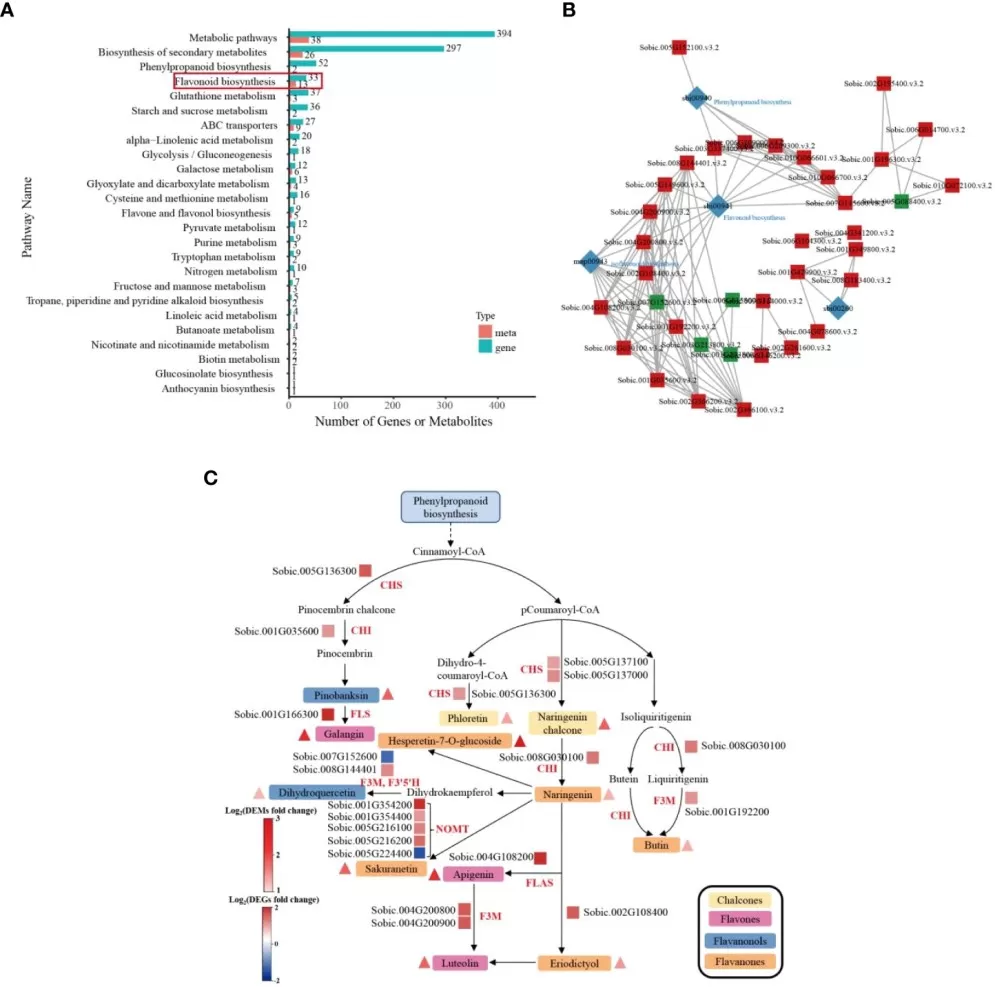 Integrated transcriptome and metabolome analysis of sorghum roots under cadmium stress, showing KEGG enrichment, gene-metabolite network analysis, and flavonoid biosynthesis changes associated with heavy metal response