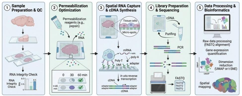 Experimental workflow of MetwareBio spatial transcriptomics service from sample preparation to bioinformatics analysis
