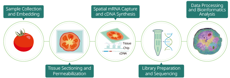 Experimental workflow of MetwareBio spatial transcriptomics service from sample preparation to bioinformatics analysis