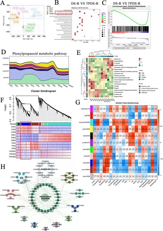 Transcriptome and metabolome analysis of tea plant roots under drought and tea polyphenol treatments, showing phenylpropanoid pathway enrichment, metabolite changes, and candidate genes related to drought resistance