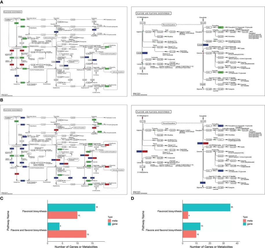 Integrated analysis of differentially expressed genes and differentially accumulated flavonoids in wheat powdery mildew resistance, showing flavonoid pathway involvement