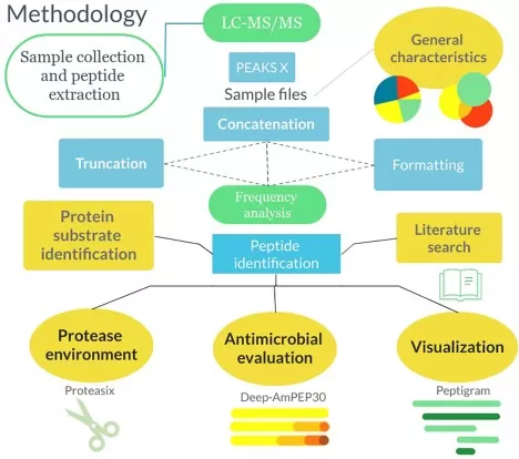 Representative wound-fluid peptidomics workflow combining peptide extraction, LC-MS/MS, peptide identification, protease analysis, AMP prediction, and data visualization steps