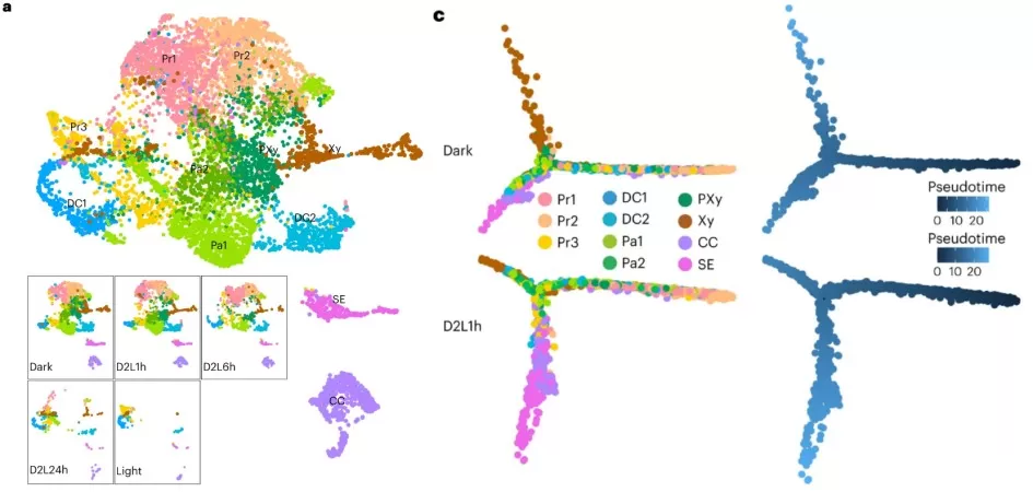 Light-driven changes in vascular cell differentiation during Arabidopsis de-etiolation. Single-cell transcriptomic analysis revealed dynamic vascular cell states across light exposure and developmental trajectories from procambial cells toward xylem and phloem lineages.