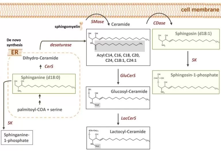 Ceramide-sphingosine-S1P metabolism in the sphingolipid pathway