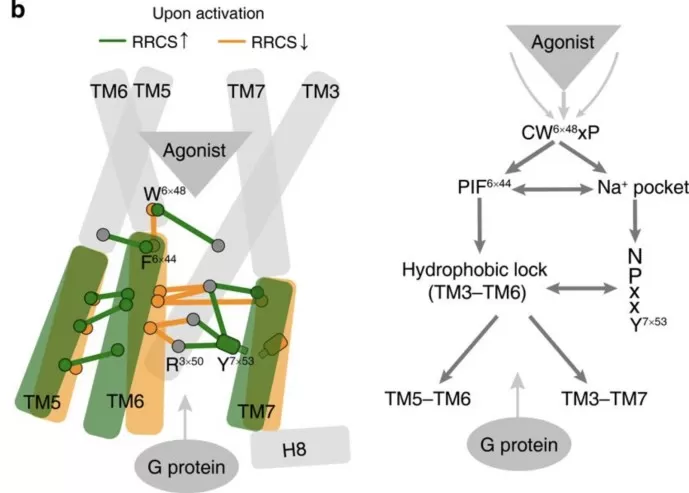 Class A GPCR activation model with conserved microswitches and G-protein coupling