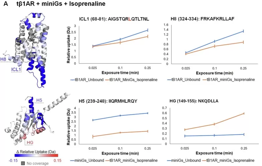 HDX-MS mapping of conformational changes in the isoprenaline-bound tβ1AR-miniGs complex