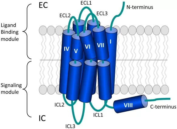 Seven-transmembrane topology of a class A GPCR