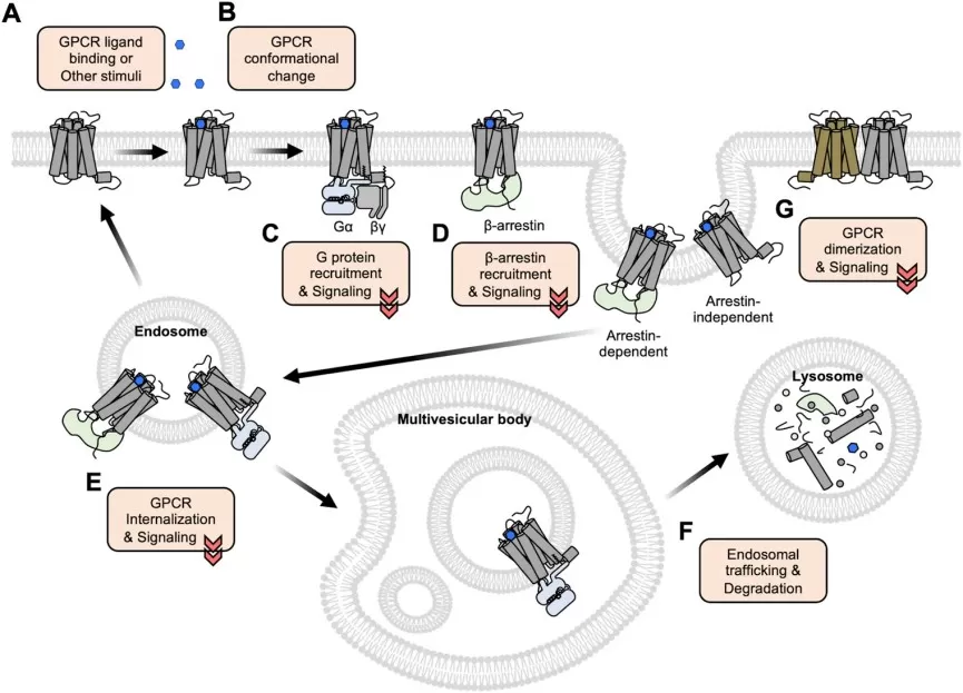 GPCR activation, transducer recruitment, internalization, and compartmentalized signaling