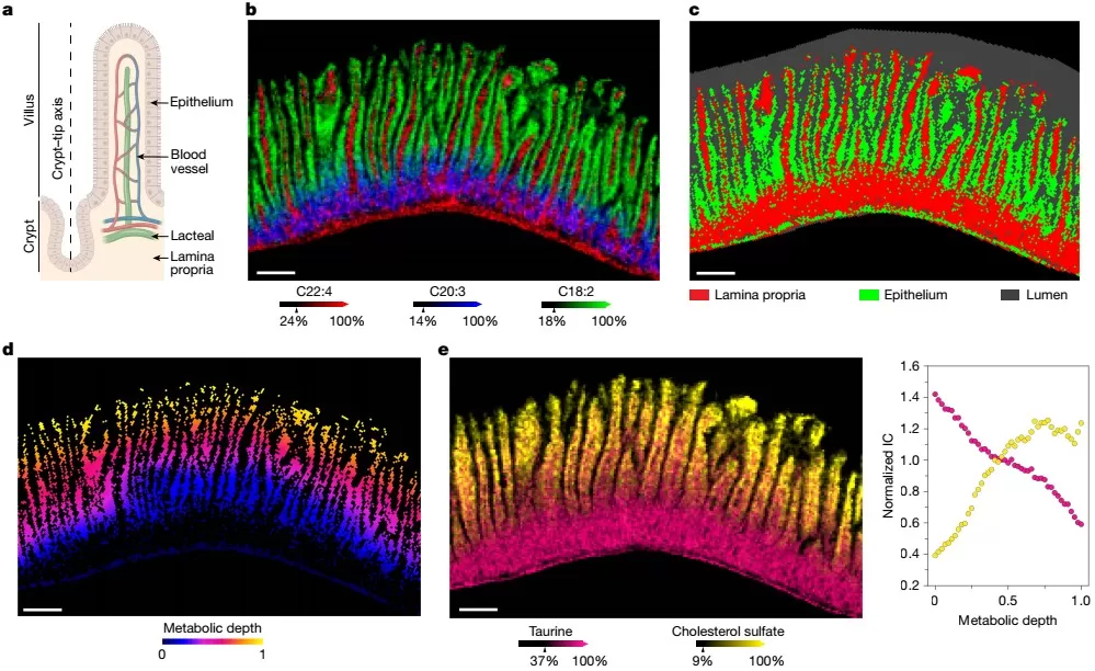 Metabolic Topography and Crypt–Villus Gradients in the Small Intestinal Epithelium