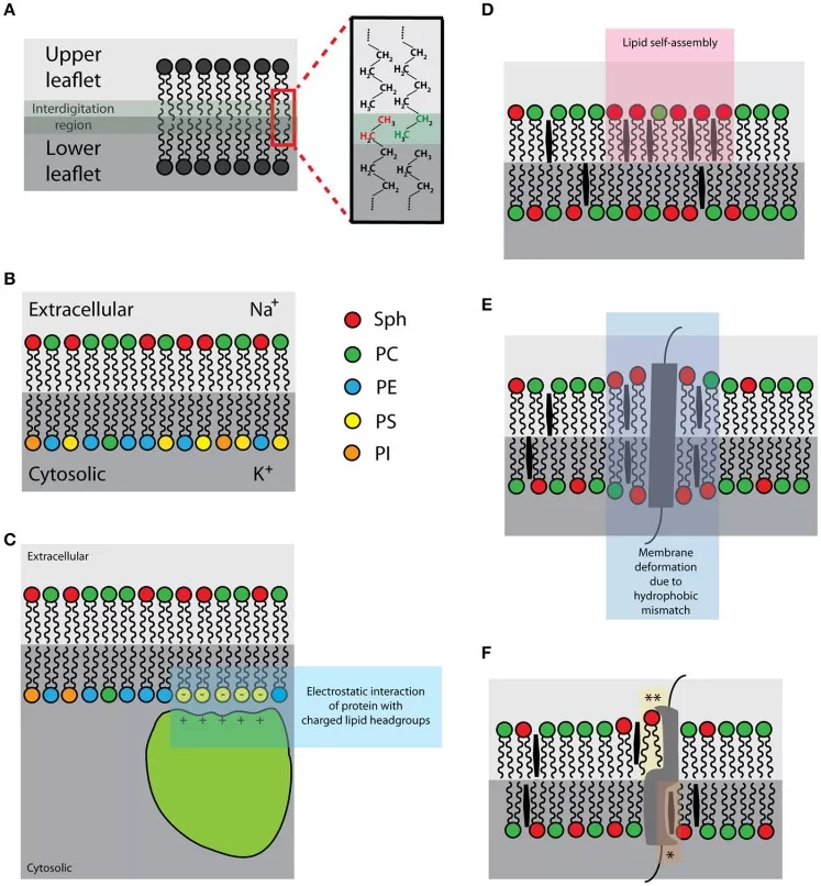 Intrinsic membrane properties shaping lipid organization and protein behavior