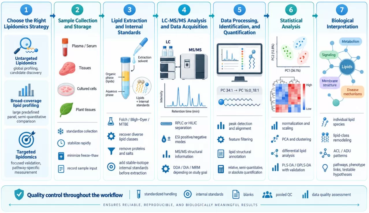 LC-MS/MS lipidomics workflow from strategy selection through biological interpretation