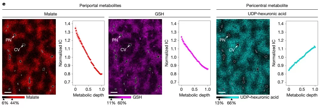 Representative Portal–Central Metabolite Gradients in the Liver