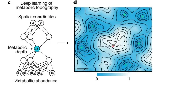 MET-MAP Deep Learning of Spatial Metabolic Topography