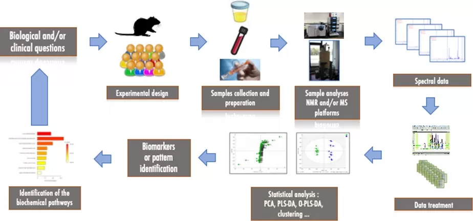 General metabolomics workflow from study design to biological interpretation