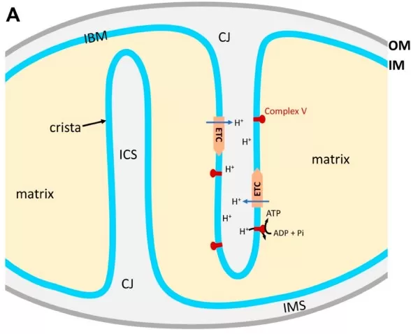 Structural organization of mitochondrial compartments showing outer membrane, intermembrane space, inner membrane, cristae, and matrix with their major protein markers