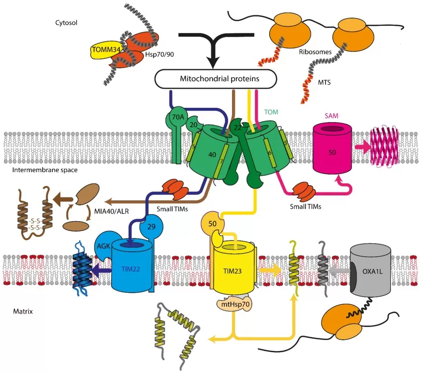 Major mitochondrial protein import and sorting pathways showing TOM complex, TIM23, TIM22, MIA, SAM, and OXA1 routes to outer membrane, intermembrane space, inner membrane, and matrix