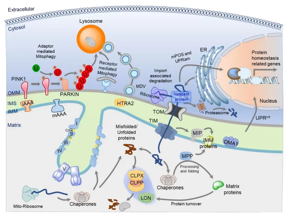 Mitochondrial protein quality-control mechanisms showing import surveillance, folding, proteolysis, stress responses, vesicle transport, and mitophagy pathways