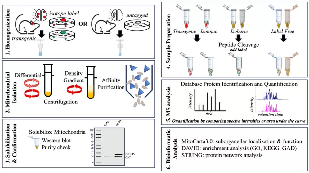 General workflow for mitochondrial proteome analysis showing mitochondrial isolation, purity assessment, quantitative sample preparation, LC-MS analysis, and bioinformatics steps