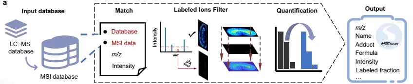 MSITracer Workflow for Spatial Isotope-Tracing Analysis