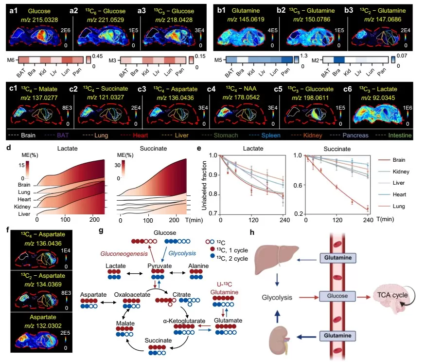 Organ-Specific Metabolic Activity Revealed by MSITracer-Based Isotope Tracing