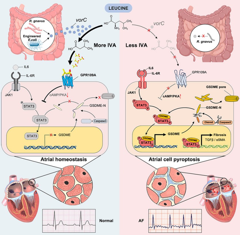 Mechanism of R. gnavus-derived isovaleric acid in regulating GPR109A signaling and atrial cell pyroptosis in atrial fibrillation