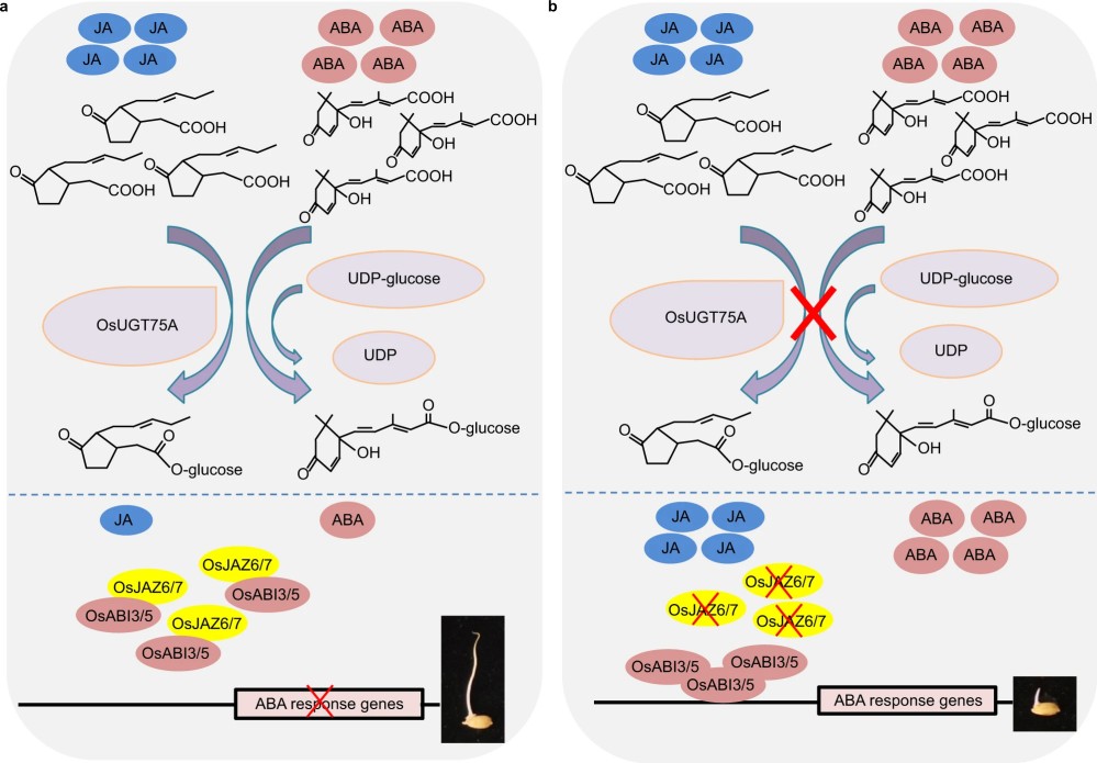 Proposed model of OsUGT75A-mediated ABA and jasmonate crosstalk during rice seed germination under submergence
