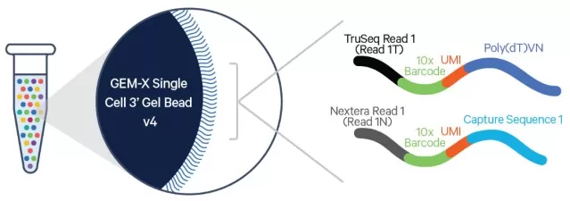 oligonucleotide structure of a GEM-X Single Cell 3 prime Gel Bead