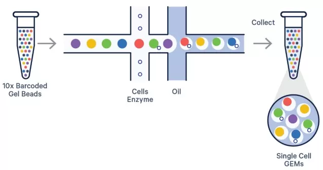 single-cell partitioning and GEM generation in the 10x Genomics GEM-X workflow