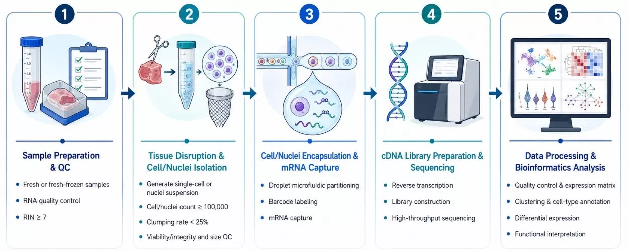 experimental workflow of single-cell RNA sequencing