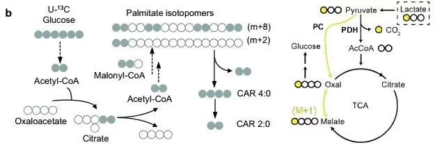 Stable Isotope Tracing Strategies for Metabolic Pathway Analysis