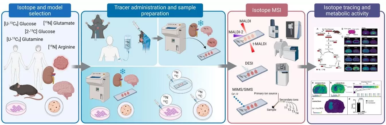 Workflow for Stable Isotope Tracing Combined with Mass Spectrometry Imaging