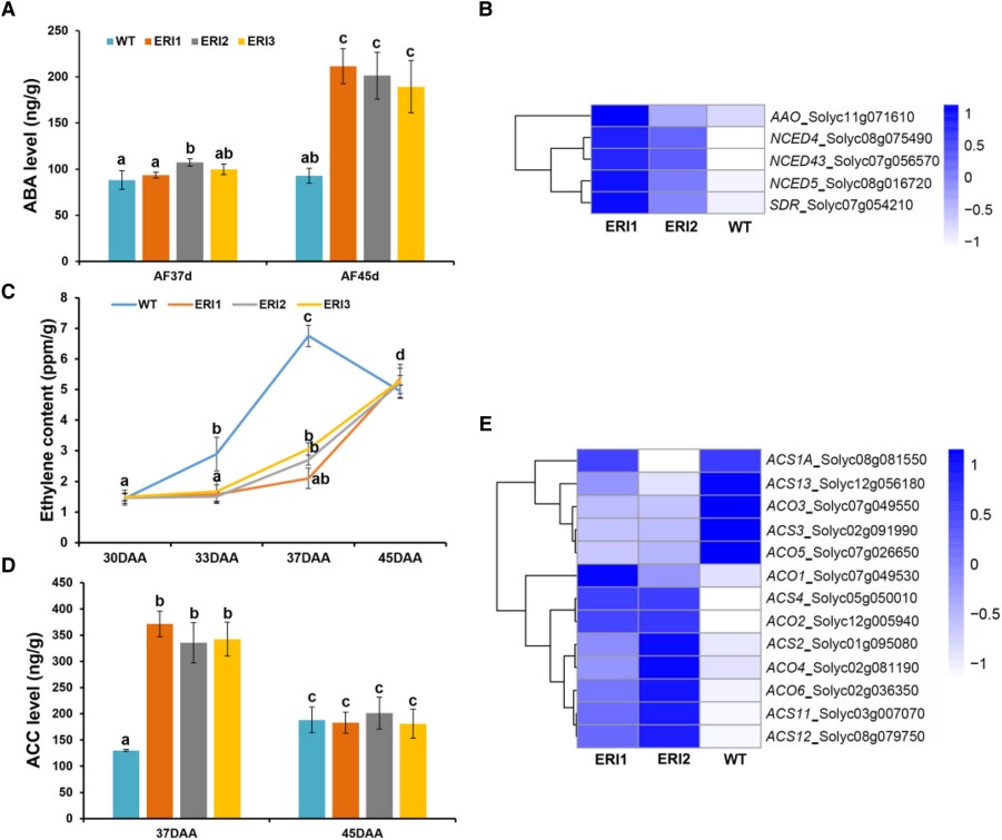 Plant hormone analysis of ABA and ethylene-related changes during tomato fruit ripening in SlEIL2-related lines