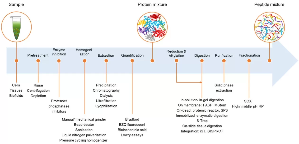 bottom-up proteomics sample preparation workflow from protein extraction to digestion and peptide fractionation