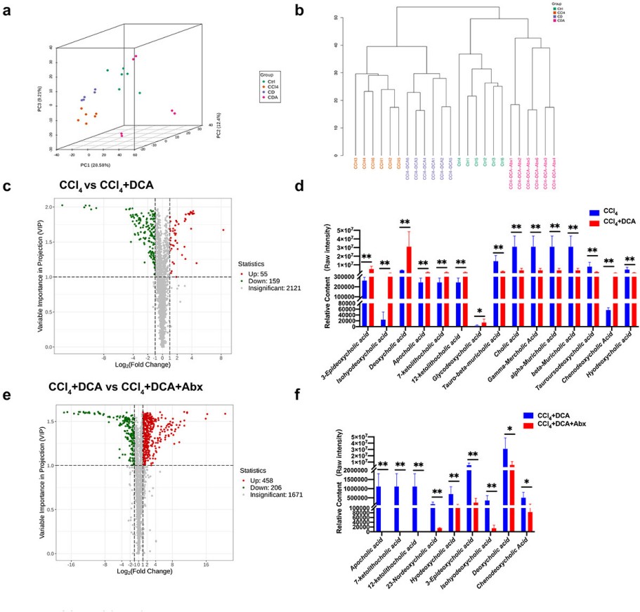 Targeted bile acid profiling showing PCA, hierarchical clustering, differential bile acid analysis, and bile acid changes after DCA treatment with or without antibiotics in a CCl4-induced chronic liver injury model