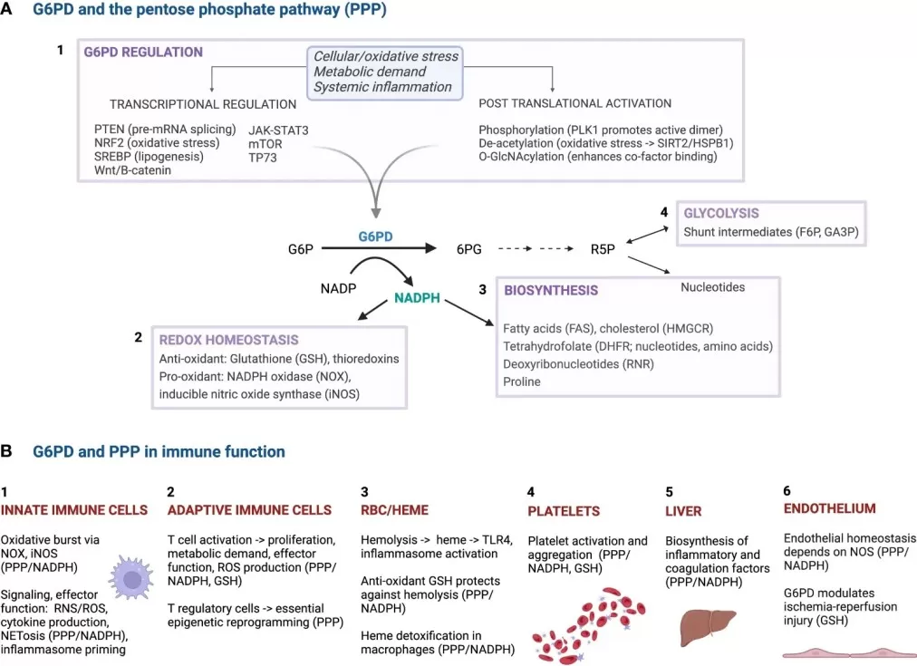 G6PD regulation of the oxidative pentose phosphate pathway and its role in NADPH-dependent redox homeostasis and biosynthesis