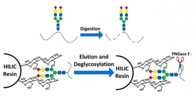 HILIC glycopeptide enrichment workflow showing glycopeptide capture followed by PNGase F-mediated deglycosylation
